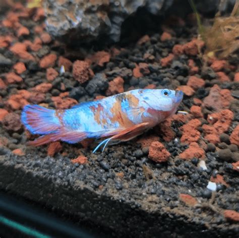 Betta fish Laying at the Bottom of the Tank: 12 Reasons Why.